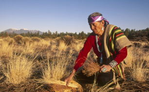 Native American food and drink picking plants