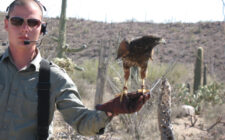 Arizona-Sonoran Desert Museum