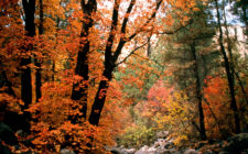 Oak Creek Canyon Sedona Arizona Fall Colors