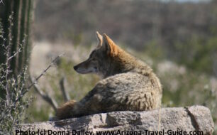 A coyote at the Arizona-Sonora Desert Museum