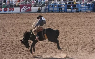 Cowboy riding a bucking bronco at the Tucson Rodeo