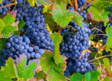 Grapes in a vineyard