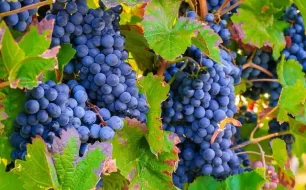 Grapes in a vineyard