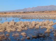 Sandhill Cranes at Whitewater Draw