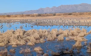 Sandhill Cranes at Whitewater Draw